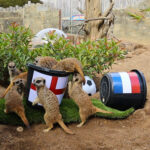 Mystic meerkats at Drusillas Park back the Lionesses to beat the Netherlands after France loss - Tamu and Kane pick England’s flag in their Euros prediction ritual.