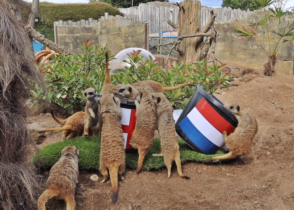 Mystic meerkats at Drusillas Park back the Lionesses to beat the Netherlands after France loss - Tamu and Kane pick England’s flag in their Euros prediction ritual.