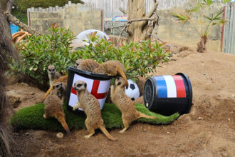 Mystic meerkats at Drusillas Park back the Lionesses to beat the Netherlands after France loss - Tamu and Kane pick England’s flag in their Euros prediction ritual.