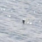 A new Loch Ness Monster sighting shows a long-necked shape moving against the current near Urquhart Castle. Experts say it's “thought provoking” and leaves room for wonder.