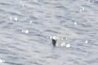 A new Loch Ness Monster sighting shows a long-necked shape moving against the current near Urquhart Castle. Experts say it's “thought provoking” and leaves room for wonder.