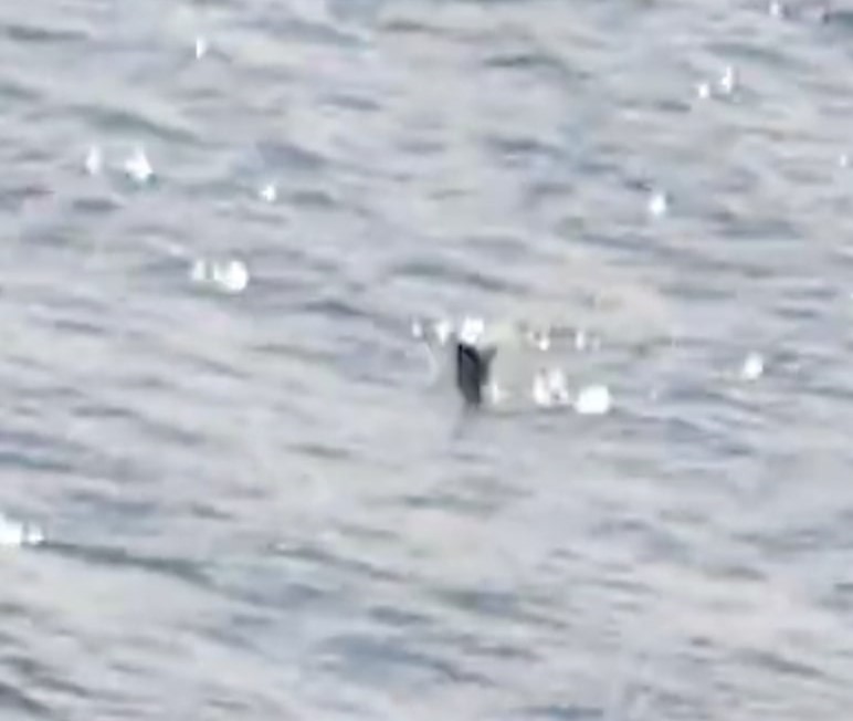 A new Loch Ness Monster sighting shows a long-necked shape moving against the current near Urquhart Castle. Experts say it's “thought provoking” and leaves room for wonder.