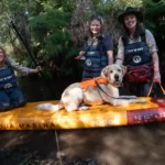 Sniffer dogs swap drugs for Platypus detection in Australia - trained pups ride paddle boards to track endangered species in remote waterways for vital conservation work.