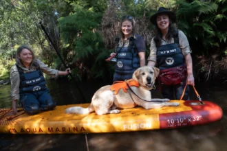Sniffer dogs swap drugs for Platypus detection in Australia - trained pups ride paddle boards to track endangered species in remote waterways for vital conservation work.