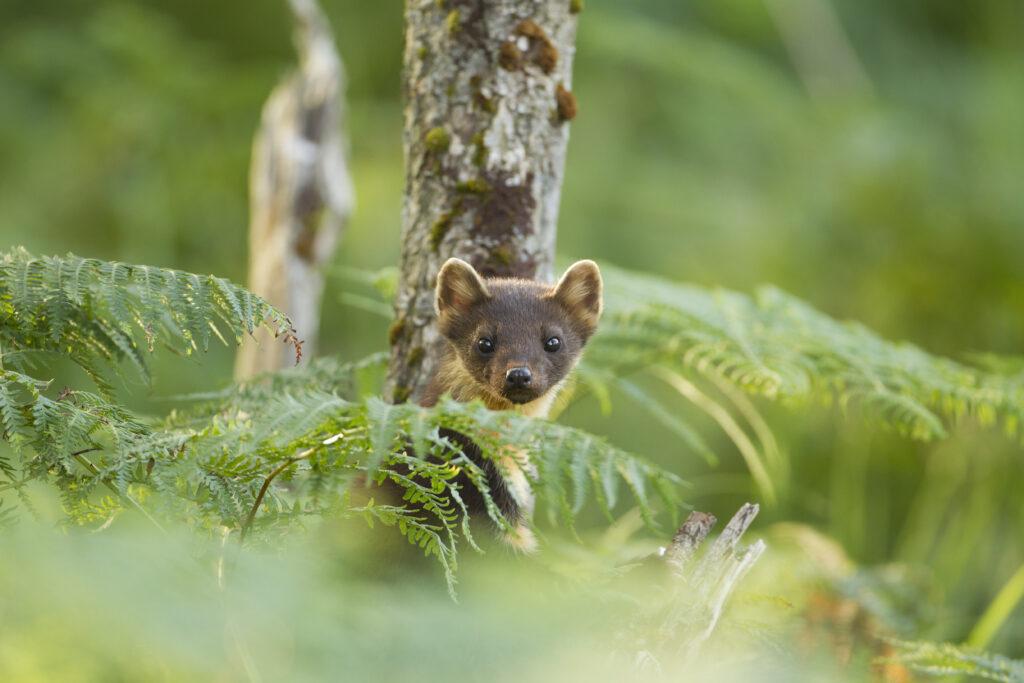 Pine marten cubs have been born in Devon for the first time in over a century, marking a major milestone in UK wildlife recovery following a 2024 reintroduction effort.