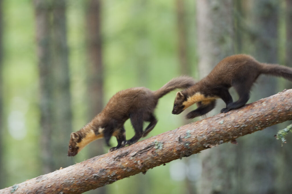 Pine marten cubs have been born in Devon for the first time in over a century, marking a major milestone in UK wildlife recovery following a 2024 reintroduction effort.