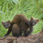 Pine marten cubs have been born in Devon for the first time in over a century, marking a major milestone in UK wildlife recovery following a 2024 reintroduction effort.