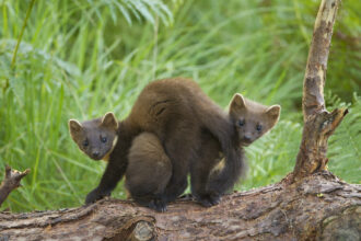 Pine marten cubs have been born in Devon for the first time in over a century, marking a major milestone in UK wildlife recovery following a 2024 reintroduction effort.