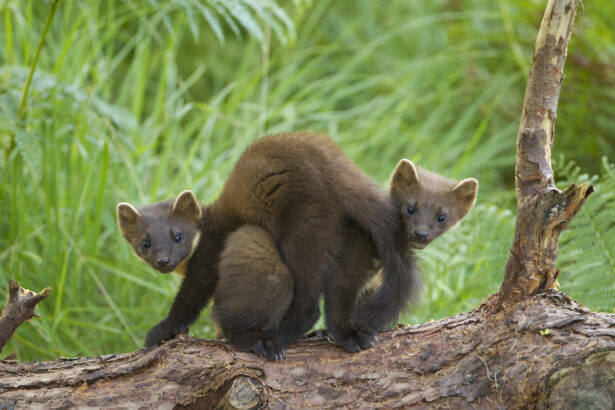 Pine marten cubs have been born in Devon for the first time in over a century, marking a major milestone in UK wildlife recovery following a 2024 reintroduction effort.