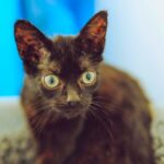 Tiny six-month-old cat Hobgoblin was rescued from a derelict pub with 29 others and is now seeking a quiet, loving home after winning hearts with his sweet nature.