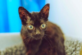 Tiny six-month-old cat Hobgoblin was rescued from a derelict pub with 29 others and is now seeking a quiet, loving home after winning hearts with his sweet nature.