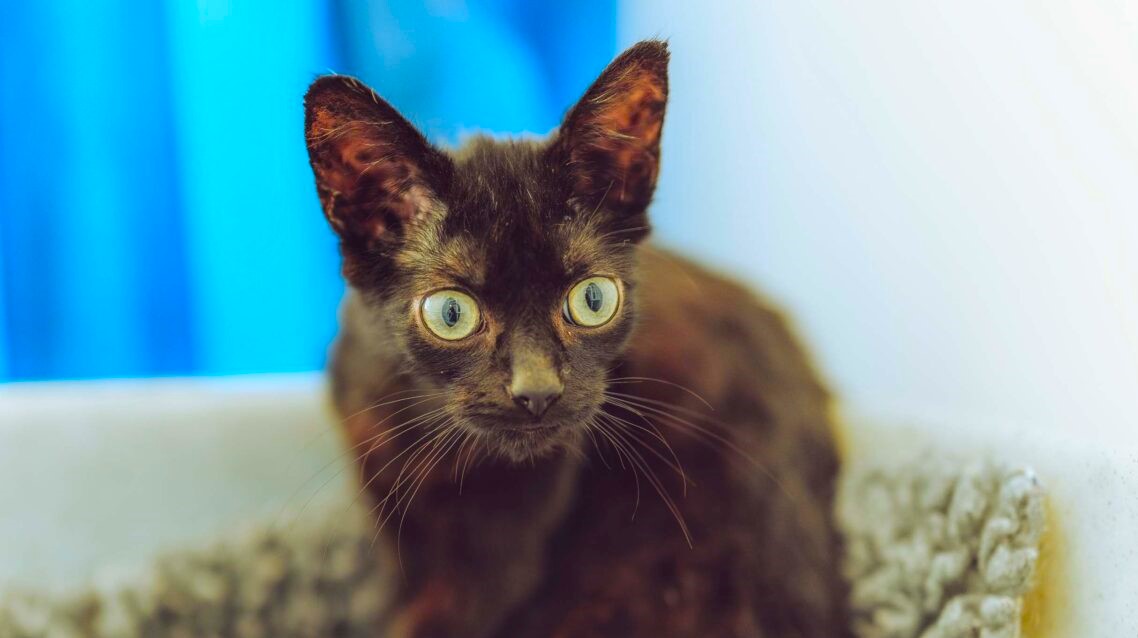 Tiny six-month-old cat Hobgoblin was rescued from a derelict pub with 29 others and is now seeking a quiet, loving home after winning hearts with his sweet nature.