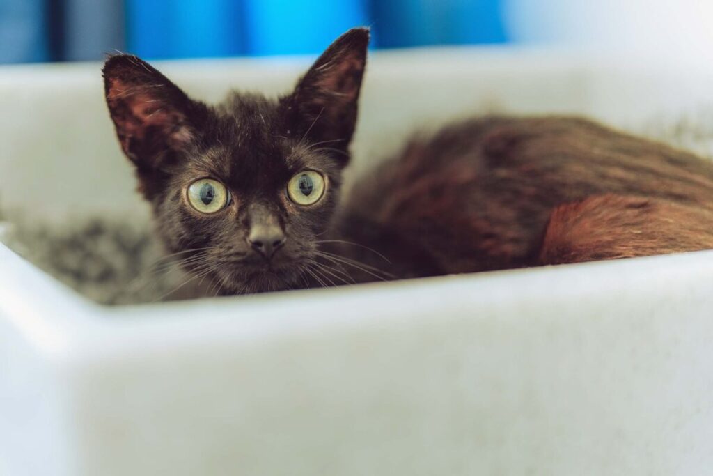 Tiny six-month-old cat Hobgoblin was rescued from a derelict pub with 29 others and is now seeking a quiet, loving home after winning hearts with his sweet nature.