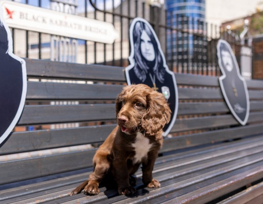 Police puppy Ozzy, named after rock icon Ozzy Osbourne, paid tribute to the late star by posing on Birmingham’s Black Sabbath bench, honoring his legendary legacy.