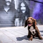 Police puppy Ozzy, named after rock icon Ozzy Osbourne, paid tribute to the late star by posing on Birmingham’s Black Sabbath bench, honoring his legendary legacy.