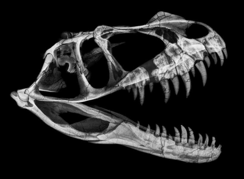 A rare young Ceratosaurus skeleton from the late Jurassic era is set for a \$6m Sotheby’s auction, featuring 43 teeth, complete skull bones, and exceptional preservation.