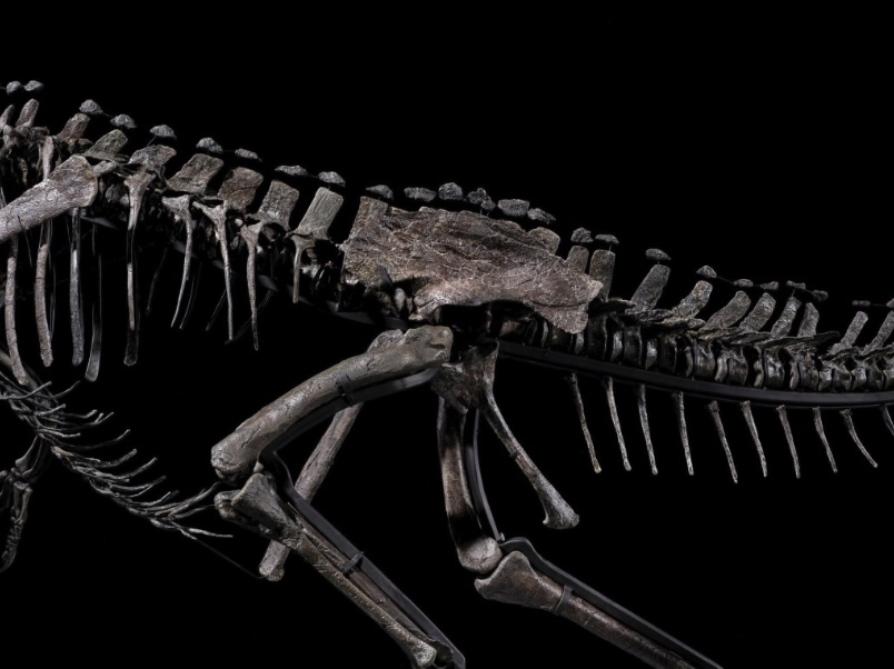 A rare young Ceratosaurus skeleton from the late Jurassic era is set for a \$6m Sotheby’s auction, featuring 43 teeth, complete skull bones, and exceptional preservation.