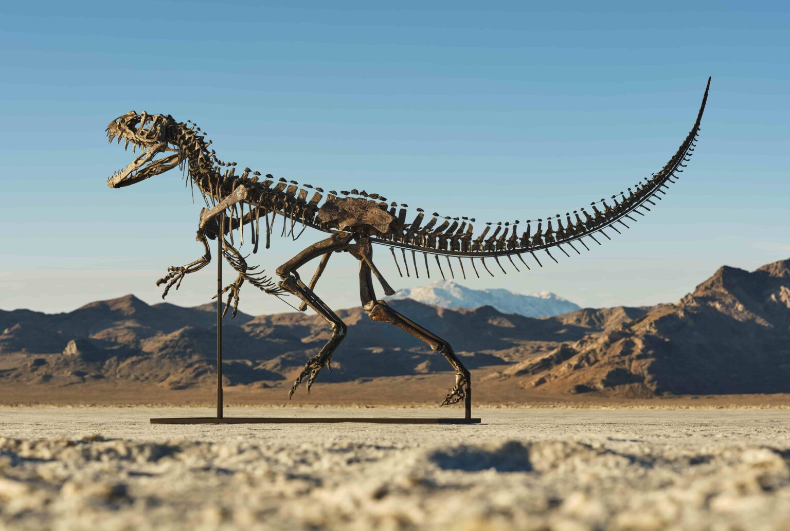 A rare young Ceratosaurus skeleton from the late Jurassic era is set for a \$6m Sotheby’s auction, featuring 43 teeth, complete skull bones, and exceptional preservation.