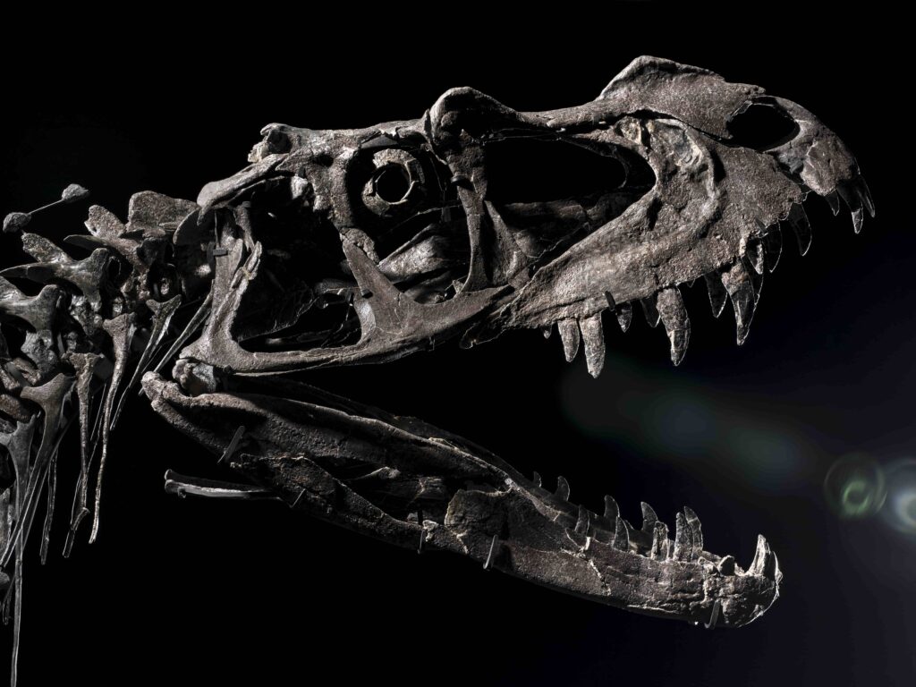 A rare young Ceratosaurus skeleton from the late Jurassic era is set for a \$6m Sotheby’s auction, featuring 43 teeth, complete skull bones, and exceptional preservation.