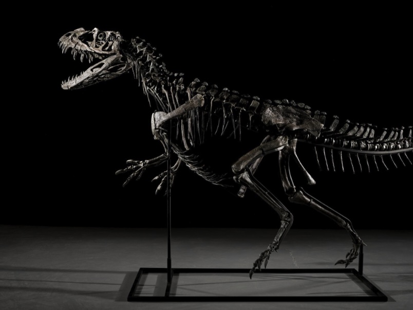 A rare young Ceratosaurus skeleton from the late Jurassic era is set for a \$6m Sotheby’s auction, featuring 43 teeth, complete skull bones, and exceptional preservation.