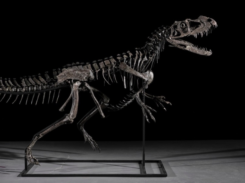 A rare young Ceratosaurus skeleton from the late Jurassic era is set for a \$6m Sotheby’s auction, featuring 43 teeth, complete skull bones, and exceptional preservation.