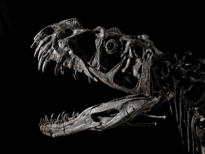 A rare young Ceratosaurus skeleton from the late Jurassic era is set for a \$6m Sotheby’s auction, featuring 43 teeth, complete skull bones, and exceptional preservation.