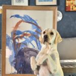Rescue dog Kuno returned to shelter just seven hours after adoption with fur shaved off, sparking outrage as experts warn of trauma and stress from harmful grooming.