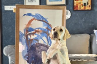 Rescue dog Kuno returned to shelter just seven hours after adoption with fur shaved off, sparking outrage as experts warn of trauma and stress from harmful grooming.