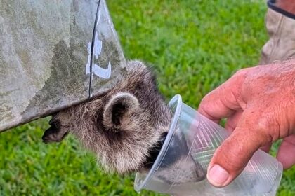 School staff in Texas rescued a raccoon trapped in a dumpster using an angle grinder, showing compassion and quick thinking to free the animal and offer it water.