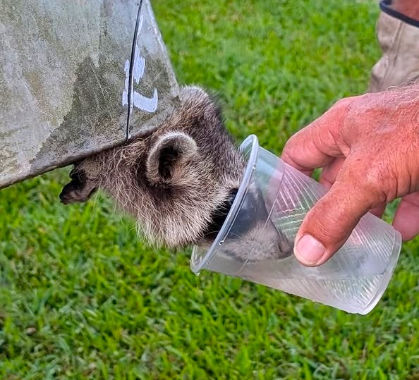 School staff in Texas rescued a raccoon trapped in a dumpster using an angle grinder, showing compassion and quick thinking to free the animal and offer it water.