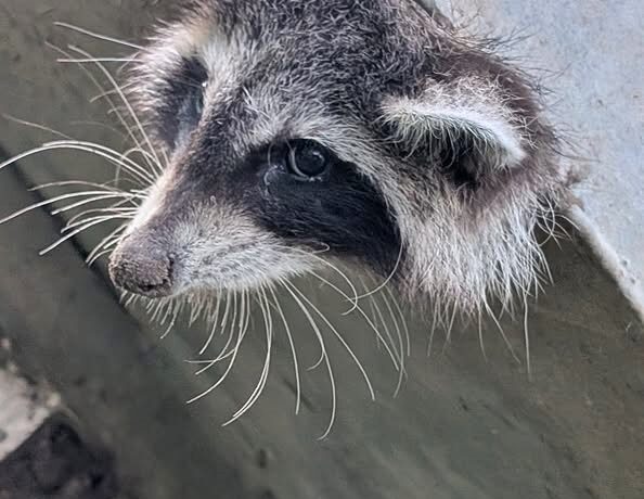 School staff in Texas rescued a raccoon trapped in a dumpster using an angle grinder, showing compassion and quick thinking to free the animal and offer it water.
