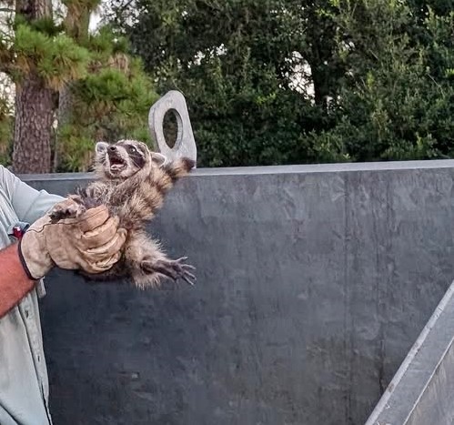 School staff in Texas rescued a raccoon trapped in a dumpster using an angle grinder, showing compassion and quick thinking to free the animal and offer it water.