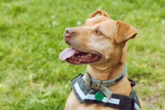 Skinny rescue dog Spicer finally finds forever home after two years in care as foster mum falls in love with RSPCA’s longest-staying pooch and adopts her for good.