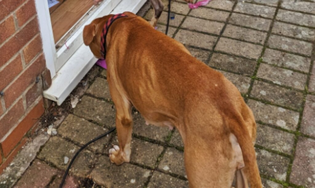 Skinny rescue dog Spicer finally finds forever home after two years in care as foster mum falls in love with RSPCA’s longest-staying pooch and adopts her for good.