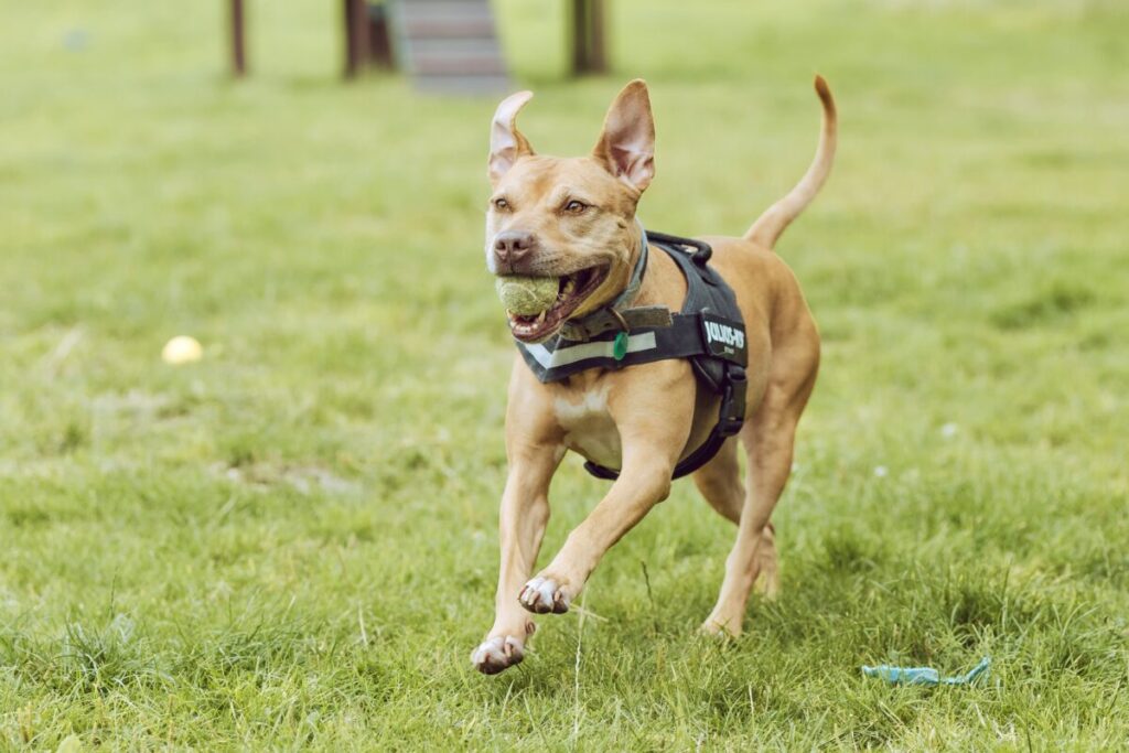 Skinny rescue dog Spicer finally finds forever home after two years in care as foster mum falls in love with RSPCA’s longest-staying pooch and adopts her for good.