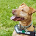 Skinny rescue dog Spicer finally finds forever home after two years in care as foster mum falls in love with RSPCA’s longest-staying pooch and adopts her for good.