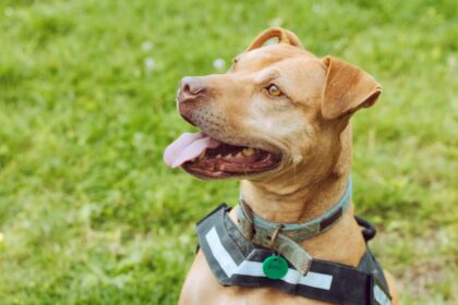 Skinny rescue dog Spicer finally finds forever home after two years in care as foster mum falls in love with RSPCA’s longest-staying pooch and adopts her for good.