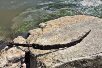 A fisherman stumbled upon a medieval sword possibly linked to the Knights Templar in Warsaw’s Vistula River - experts now analyzing the rare, centuries-old artefact.