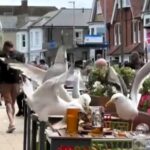 Cheeky seagulls were caught on camera raiding a Wetherspoons meal in Great Yarmouth, swooping in and stealing food as shocked punters watched the chaos unfold.