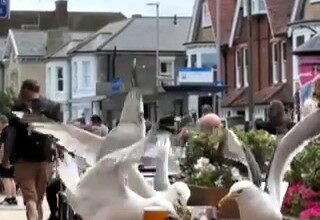 Cheeky seagulls were caught on camera raiding a Wetherspoons meal in Great Yarmouth, swooping in and stealing food as shocked punters watched the chaos unfold.