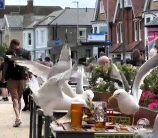 Cheeky seagulls were caught on camera raiding a Wetherspoons meal in Great Yarmouth, swooping in and stealing food as shocked punters watched the chaos unfold.