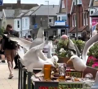 Cheeky seagulls were caught on camera raiding a Wetherspoons meal in Great Yarmouth, swooping in and stealing food as shocked punters watched the chaos unfold.