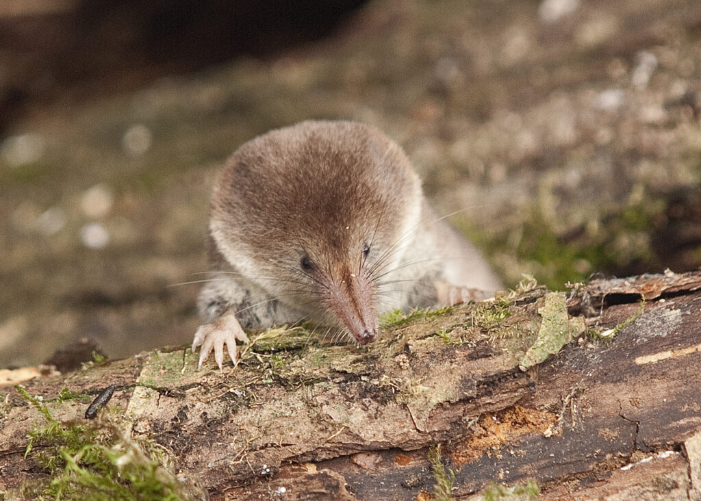 A rare pygmy shrew with humbug-like stripes has been spotted in the UK for the first time near St Austell - weighing as little as a penny and likely partially albino.
