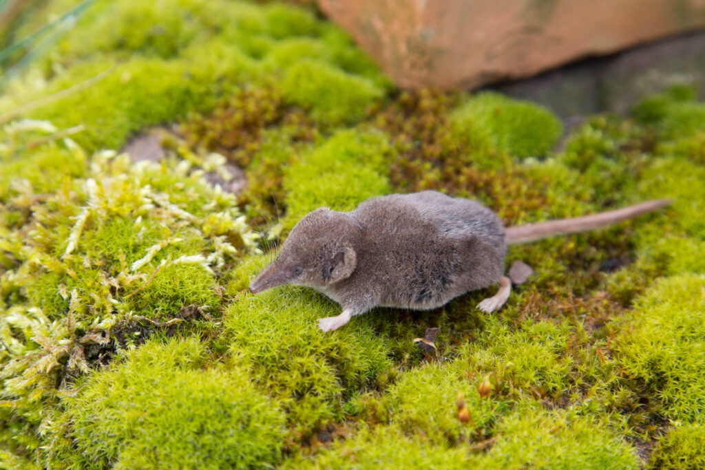 A rare pygmy shrew with humbug-like stripes has been spotted in the UK for the first time near St Austell - weighing as little as a penny and likely partially albino.
