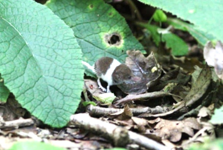 A rare pygmy shrew with humbug-like stripes has been spotted in the UK for the first time near St Austell - weighing as little as a penny and likely partially albino.
