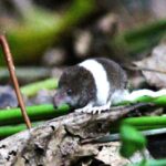 A rare pygmy shrew with humbug-like stripes has been spotted in the UK for the first time near St Austell - weighing as little as a penny and likely partially albino.