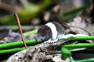 A rare pygmy shrew with humbug-like stripes has been spotted in the UK for the first time near St Austell - weighing as little as a penny and likely partially albino.