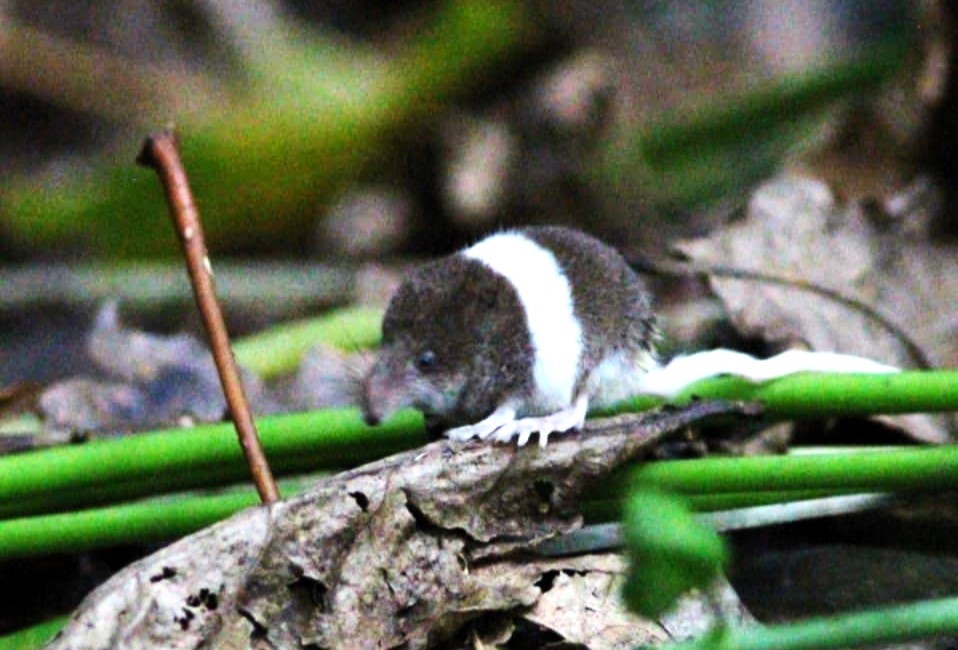 A rare pygmy shrew with humbug-like stripes has been spotted in the UK for the first time near St Austell - weighing as little as a penny and likely partially albino.