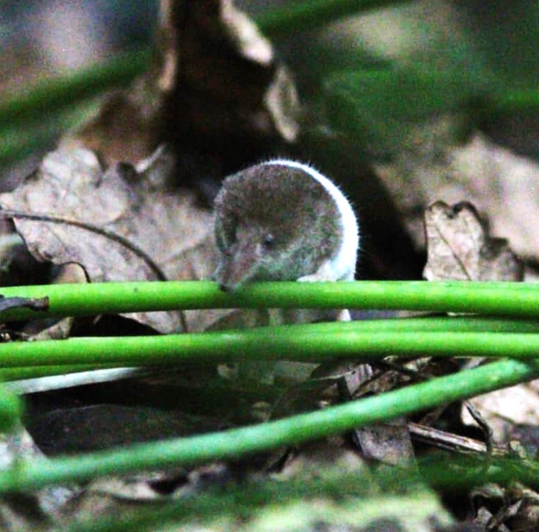 A rare pygmy shrew with humbug-like stripes has been spotted in the UK for the first time near St Austell - weighing as little as a penny and likely partially albino.