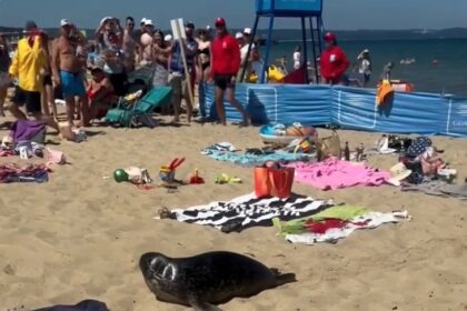 Curious seal stuns beachgoers as it waddles through crowds in Gdańsk, Poland – authorities evacuate area for safety as the native marine mammal returns to the sea.